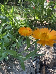 Calendula arvensis