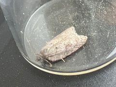 Acleris sparsana