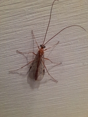 Ophion obscuratus