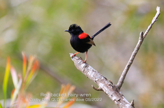 Malurus melanocephalus