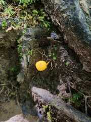 Pleurotus citrinopileatus