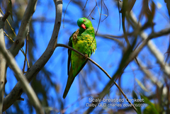 Trichoglossus chlorolepidotus