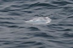Mola mola