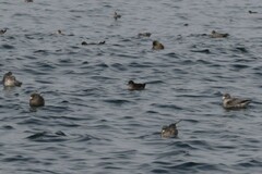 Ardenna tenuirostris