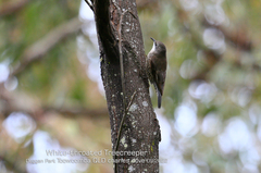 Cormobates leucophaea