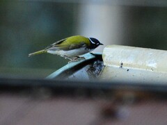 Melithreptus chloropsis