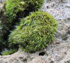 Grimmia pulvinata