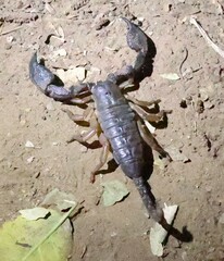 Hormuridae