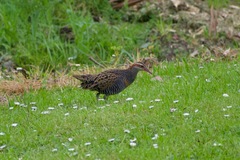 Gallirallus philippensis