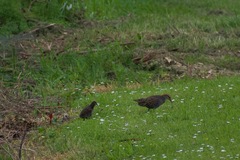 Gallirallus philippensis