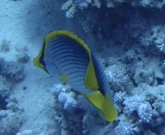 Chaetodon melannotus