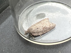 Acleris sparsana