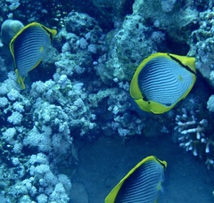 Chaetodon melannotus