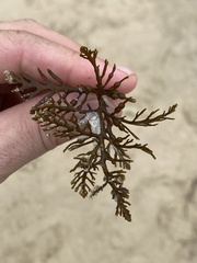 Stephanocystis