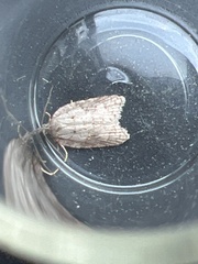 Acleris sparsana