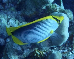 Chaetodon melannotus