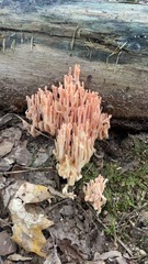 Ramaria formosa
