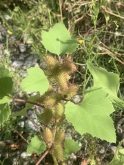 Xanthium orientale italicum