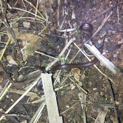 Mexican Longtail Snake