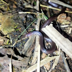 Enulius oligostichus