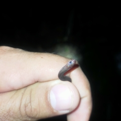 Enulius oligostichus