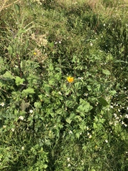 Simsia amplexicaulis