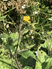 Simsia amplexicaulis