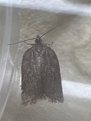 Acleris sparsana