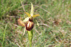 Ophrys exaltata