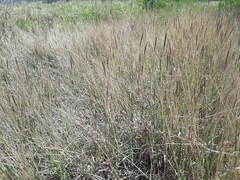 Dichanthium caricosum