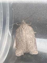 Acleris sparsana