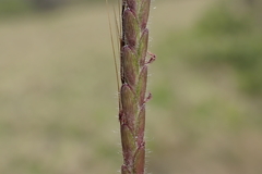 Dichanthium caricosum