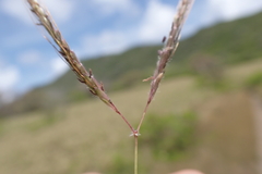 Dichanthium caricosum