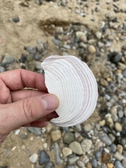 Semele decisa