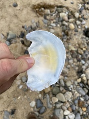 Semele decisa