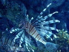 Pterois miles
