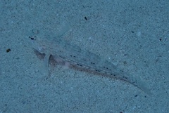 Istigobius decoratus