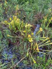 Sarracenia flava