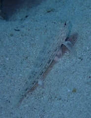 Istigobius decoratus