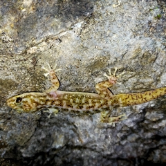 Phyllodactylus