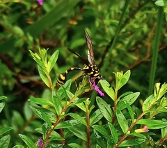 Phimenes flavopictus