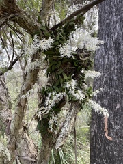 Dendrobium linguiforme