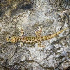 Phyllodactylus