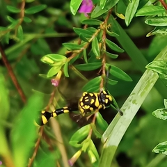 Phimenes flavopictus