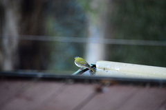 Melithreptus chloropsis