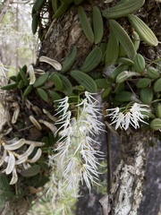 Dendrobium linguiforme
