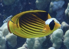 Chaetodon fasciatus