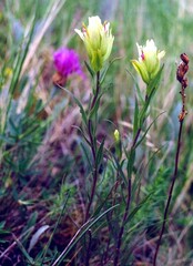Castilleja pallida