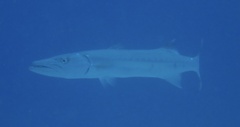 Sphyraena barracuda