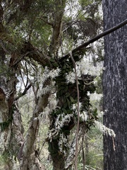 Dendrobium linguiforme